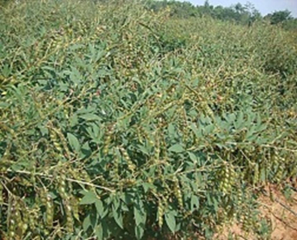 Seed photo
